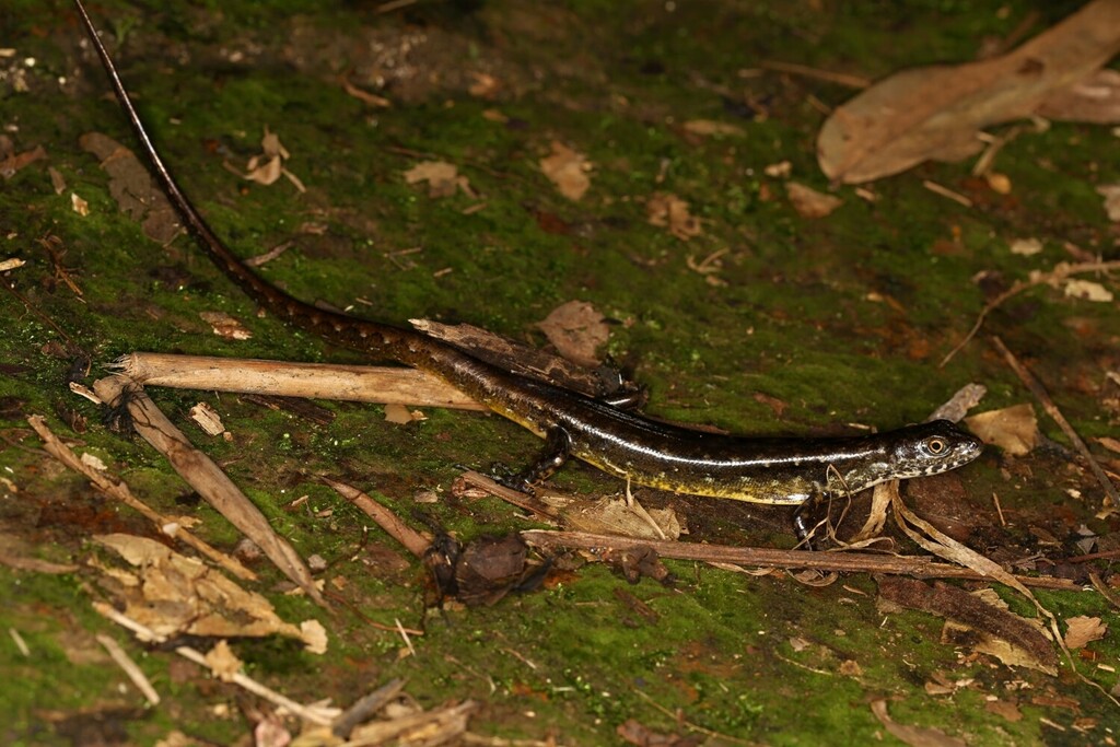 Depressed-Eared Forest Skink