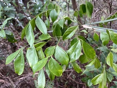 Archidendron lucidum