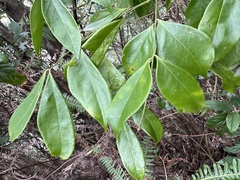 Archidendron lucidum