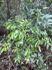 Archidendron lucidum