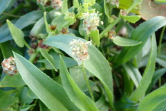 Plantago afra
