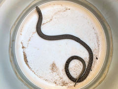 Pygopus lepidopodus