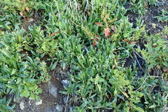 Plantago afra