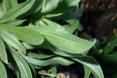 Plantago afra