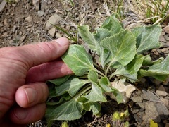 Veronica wyomingensis