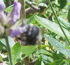 Anthophora alluaudi
