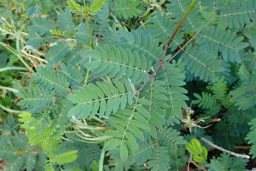 Leucaena leucocephala image