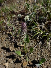 Veronica wyomingensis