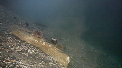 Strongylocentrotus droebachiensis