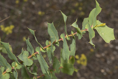 Hakea prostrata