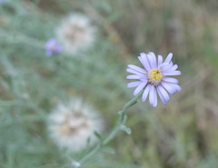 Vittadinia