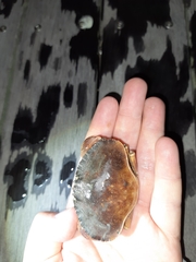 Metacarcinus novaezelandiae