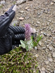 Veronica wyomingensis