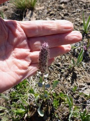 Veronica wyomingensis