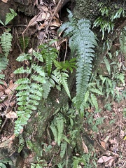 Microlepia obtusiloba