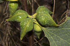 Hakea undulata