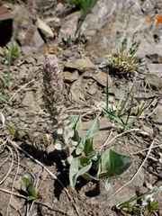 Veronica wyomingensis