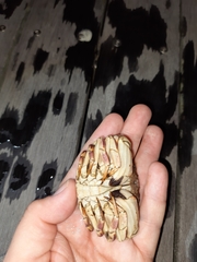 Metacarcinus novaezelandiae