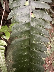 Microlepia obtusiloba