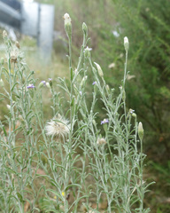 Vittadinia