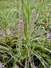 Veronica wyomingensis