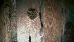 Strongylocentrotus droebachiensis