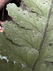 Microlepia obtusiloba