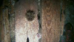 Strongylocentrotus droebachiensis