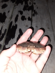 Metacarcinus novaezelandiae