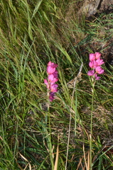 Ixia maculata