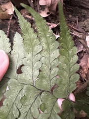 Microlepia obtusiloba