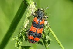 Trichodes alvearius