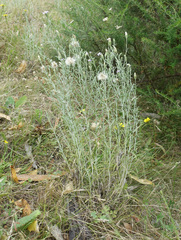 Vittadinia