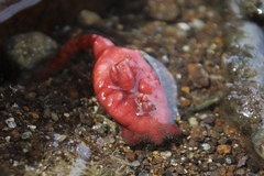 Pyura