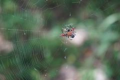 Gasteracantha versicolor