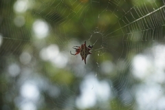Gasteracantha versicolor
