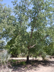 Sclerocarya birrea
