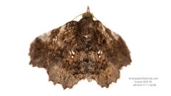 Pangrapta similistigma