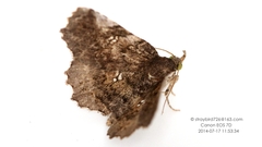 Pangrapta similistigma