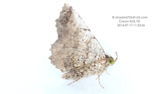 Pangrapta similistigma