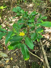 Aglaia rimosa