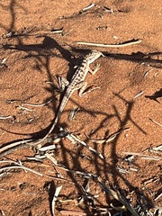 Amphibolurinae