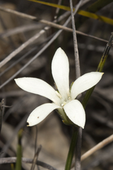 Orianthera flaviflora