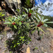 Ficus asperula - Photo (c) Nicolas Rinck, μερικά δικαιώματα διατηρούνται (CC BY-NC), uploaded by Nicolas Rinck