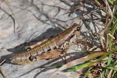 Podisma amedegnatoae