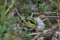 Eupholidoptera chabrieri