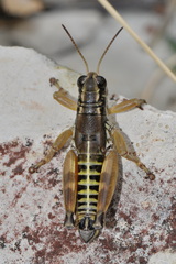 Podisma amedegnatoae