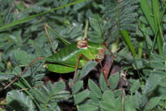 Barbitistes fischeri