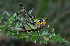 Eupholidoptera chabrieri