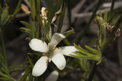 Orianthera flaviflora